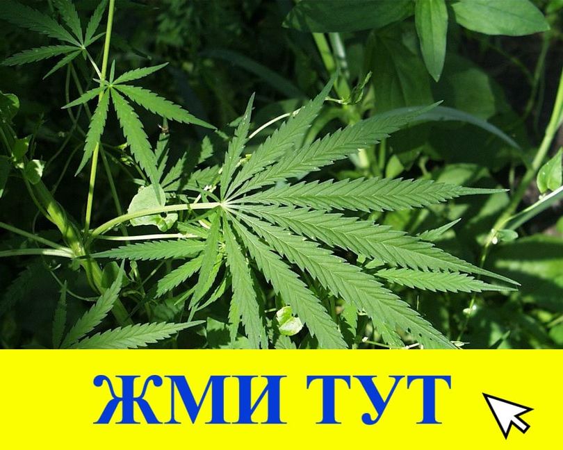 Купить наркотики в Новодвинске